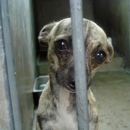 ����� ���������, ������, 63 ����