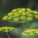 ���� �������, ����, 55 ��� - ��������� 11 ������ 2015