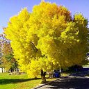  , , 43  -  28  2015   Ż