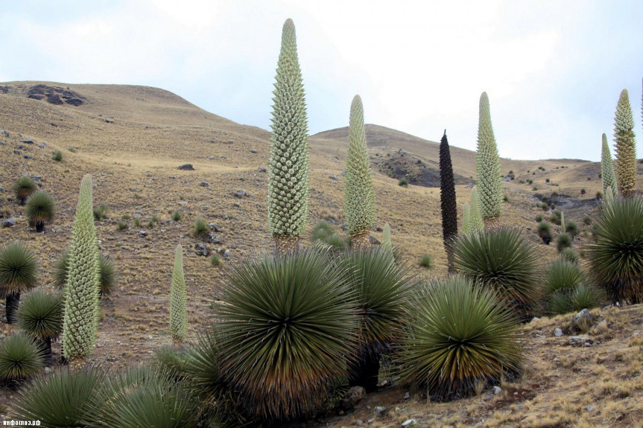   (Puya Raimondii)         ( ...