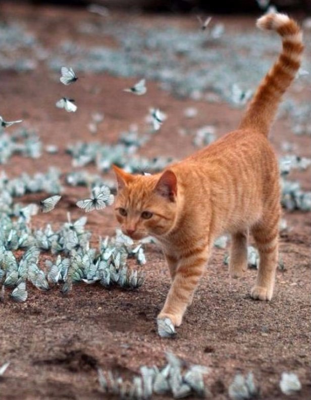  .#animal@travel.blog - 2
