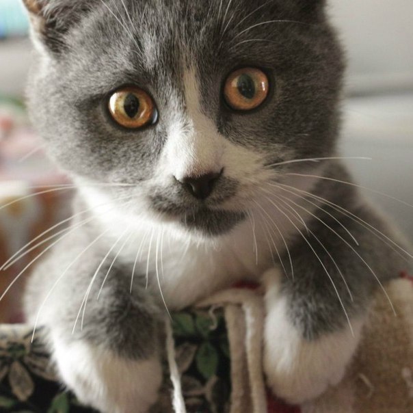  -  - 11  2016  07:20