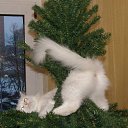 ���� Alina, �����-��������� - ��������� 27 ������ 2015 � ������ ������ ��������