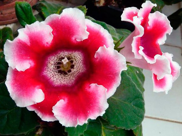 На вопрос «как хранить глоксинию после цветения» есть два ответа: – глоксиния, обрезанная на зиму, ...