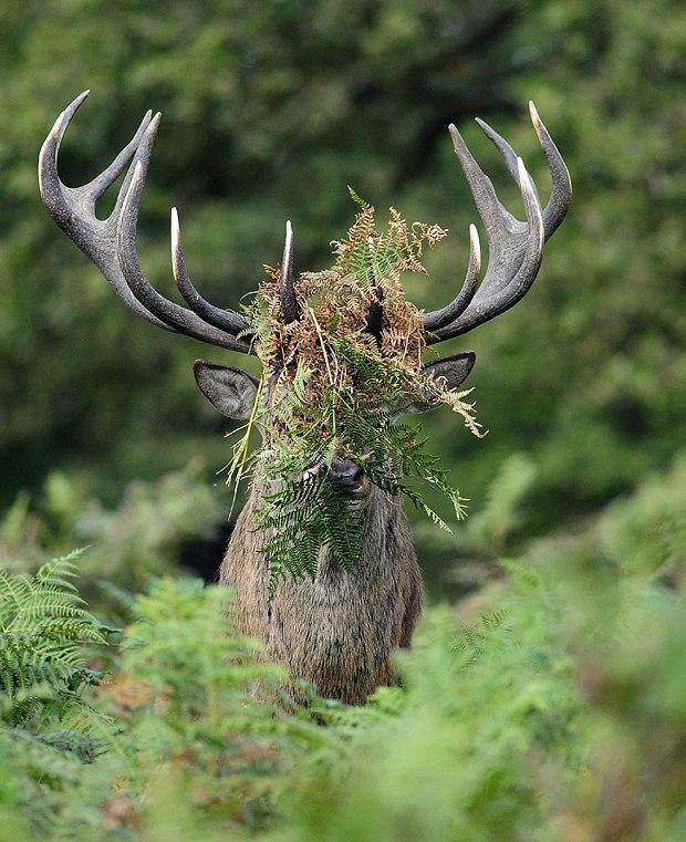     2015       Comedy Wildlife Photography Awards - 7