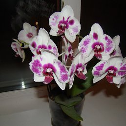 ���� ���������, �������� - ��������� 28 ������� 2015