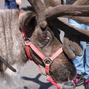 ���� ������, �����-���������, 70 ��� - ��������� 4 ������� 2015 � ������ ��� ������ �������� � �����-����������