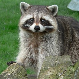 �������, ���������, 48 ���