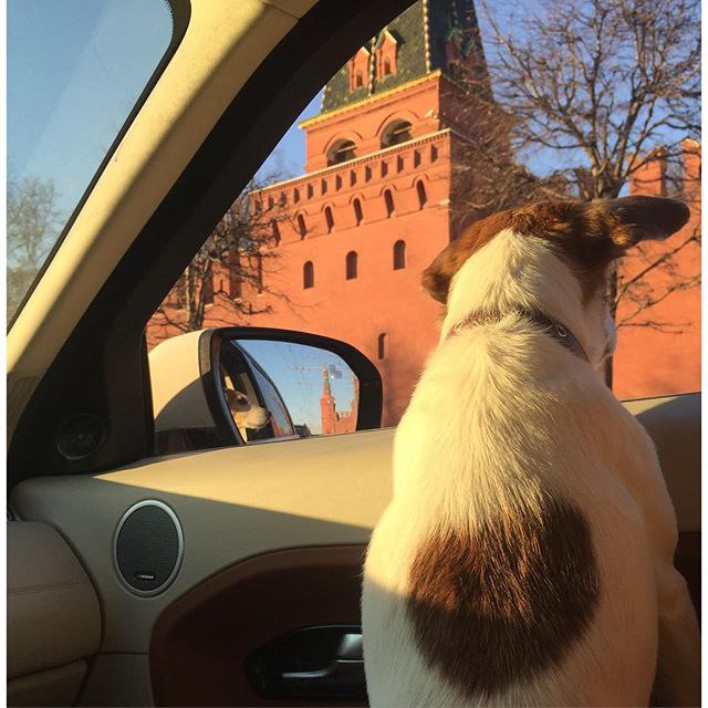 #traffic #bobza # #jackrussell