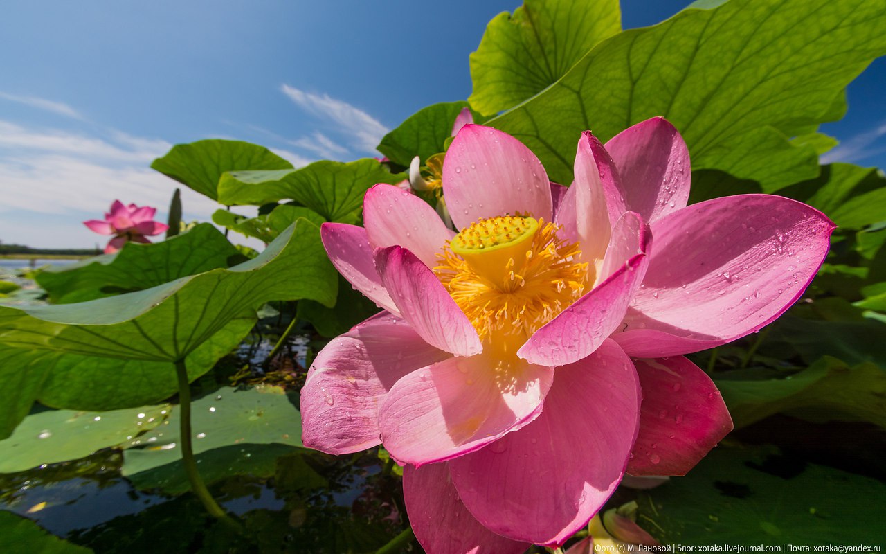 Лотос орехоносный Nelumbo nucifera