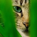  , , 102  -  21  2015    