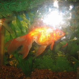 Erik, ������, 52 ����