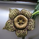 ���� ������, ������, 65 ��� - ��������� 19 ������� 2016 � ������ ���� ����������