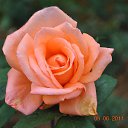 ���� Aru, �������� - ��������� 2 ������� 2015 � ������ �FLOWERS�