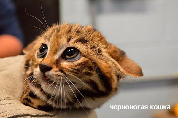 Редкие дикие кошки, о которых вы наверняка не знали.Кошки эволюционировали в отдельную семью ... - 4
