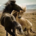 ���� ������, �����������, 52 ���� - ��������� 5 ������� 2015 � ������ ����� ������ۻ