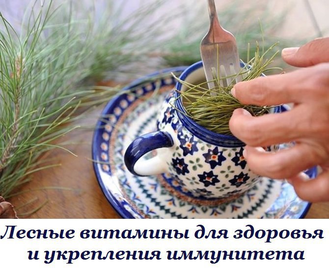 Родные лесные витамины для здоровья и укрепления иммунитета. Напитки из хвои по старорусским ...