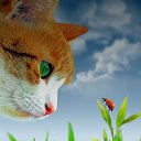 ���� ������, ���� - ��������� 6 ������� 2015