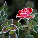  ••,  -  15  2015   