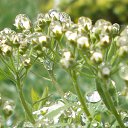 ���� ������, ��������, 55 ��� - ��������� 28 �������� 2015 � ������ ���� ����������