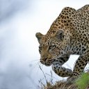 ���� Viktor, ����� - ��������� 27 ������ 2015 � ������ �z�