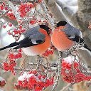 ���� ����, �������, 38 ��� - ��������� 10 ������� 2015 � ������ ������ ��������