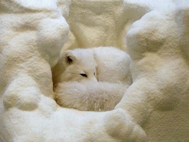 .#animal@travel.blog