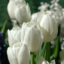 ��� �������.