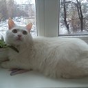 ���� ������, ������, 54 ���� - ��������� 17 ������ 2016