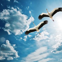 ����, �����, 44 ����