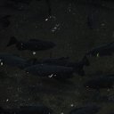 ���� �����, �����-���������, 59 ��� - ��������� 26 ������� 2015 � ������ ������ ��������