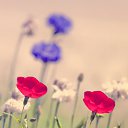 ���� ��������, ��������, 37 ��� - ��������� 5 ������� 2015