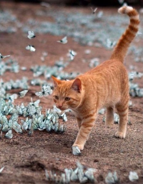   .#animal@travel.blog - 2