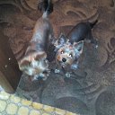  , , 37  -  11  2015   !)