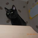 ������ �� ������� ���� ����������