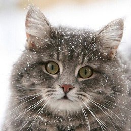 ���������, �������, 40 ���