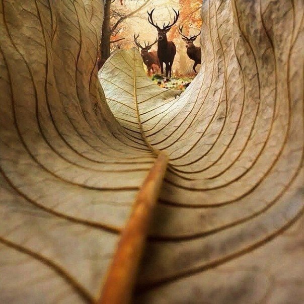   .  : Kobi Refaeli.