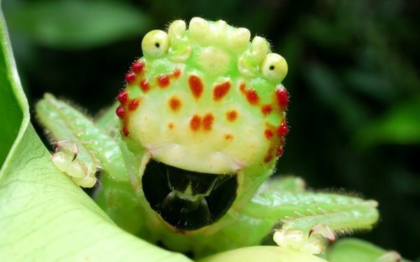 Pitbull Katydid,      -    , ...