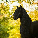   ., , 44  -  21  2015    .