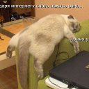   )))    