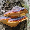 ���� Alia, �������, 48 ��� - ��������� 6 ������ 2016 � ������ ���� ����������