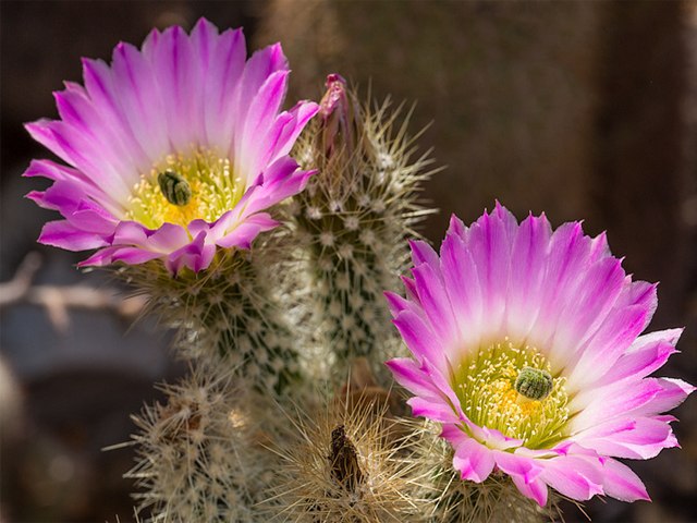  Echinocereus websterianus