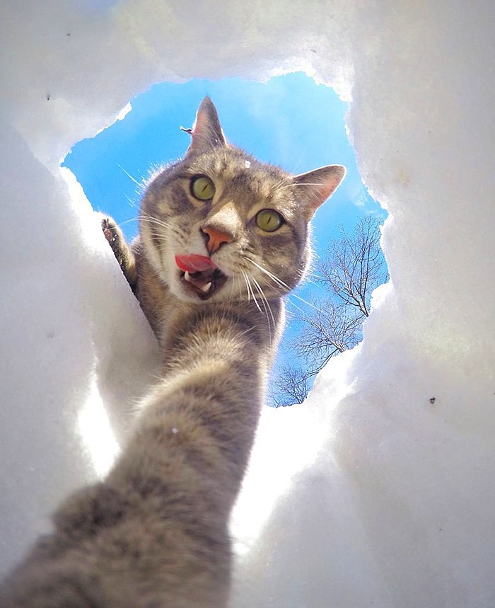 CATS OF ALL - 7 ������� 2016 � 03:35