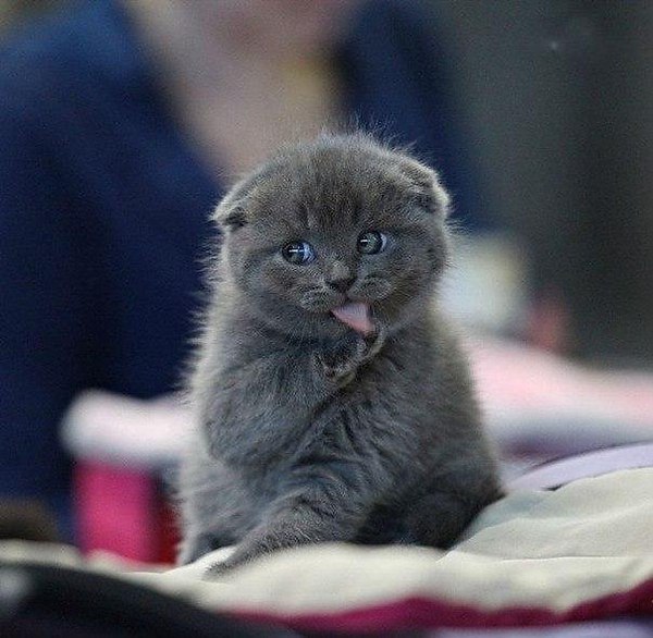 - Дорогой, у меня две новости!!! - Какие? - Плохая: я потратила все твои деньги. Хорошая: я люблю ...