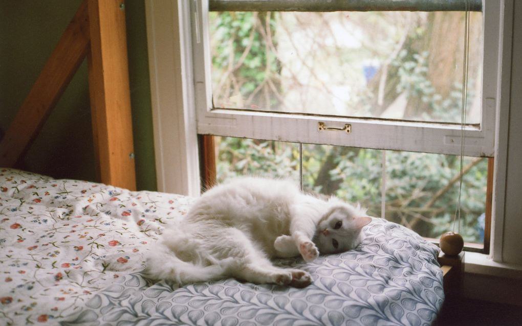 Зайчик солнечный в окно. Кошка на подоконнике. Белая кошка на окне.