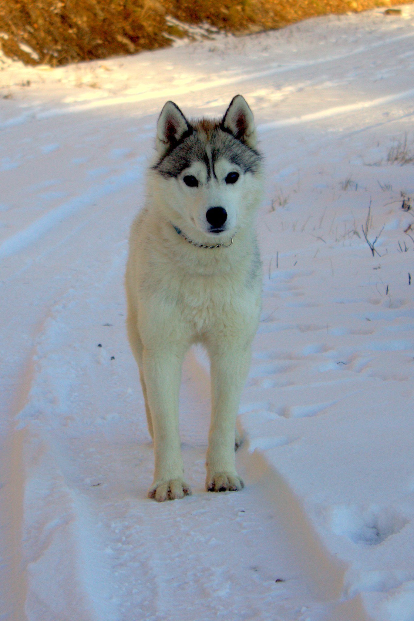 Snow Galaxy Esqire Official - Siberian husky