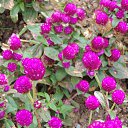  , , 60  -  4  2015   25.10.15.   