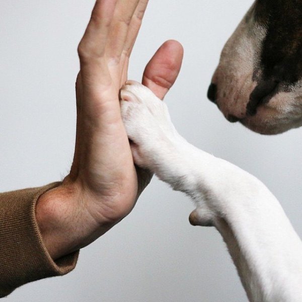 Контакт с собакой или почему ей интересно всё, кроме меня? Взаимоотношения с собакой – это всегда ...