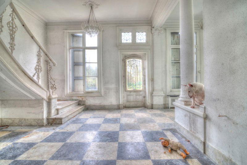 Любимая модель фотографа Элис ван Кемпен – ее трехлетний бультерьер Клэр. Вместе парочка исследует ... - 5