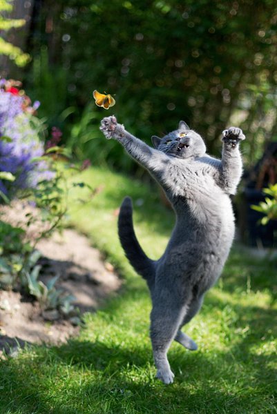 Бабочка плюс кошка, или бабочка плюс собака - волшебная фотография. - 3